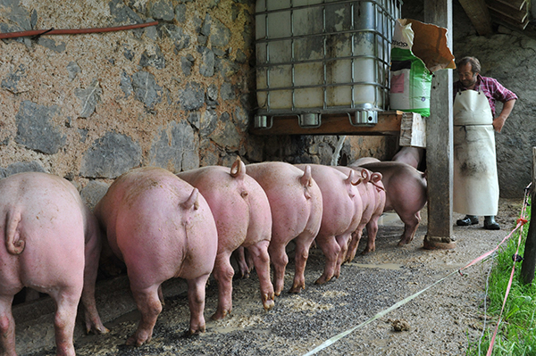 cochons qui terminent ce qui reste du petit lait