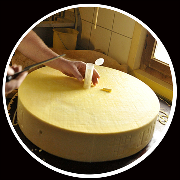 Représentant CASEI analysant un échantillon du gruyère