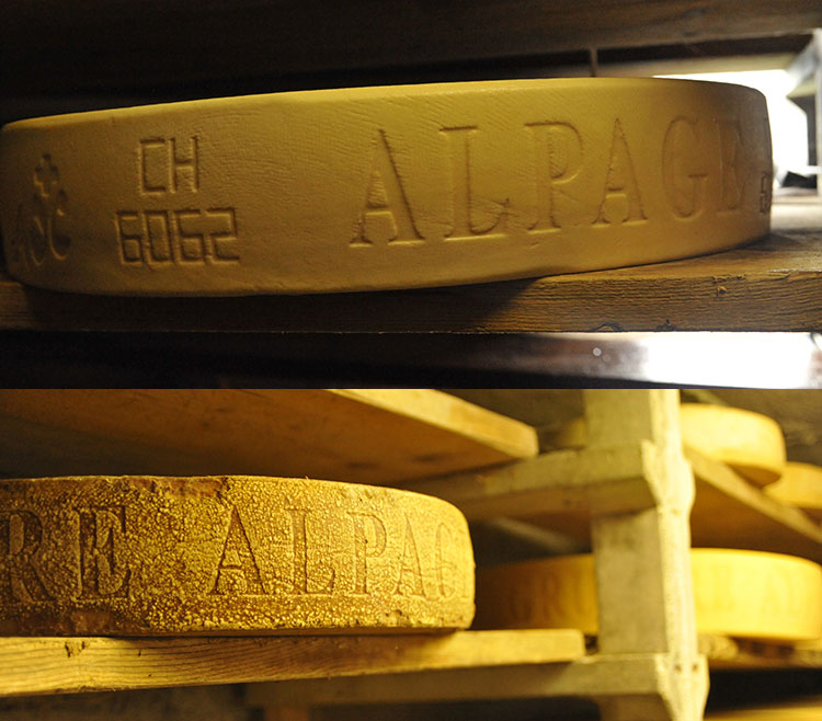 comparaison entre un fromage du jour et un gruyère de quelques semaines.